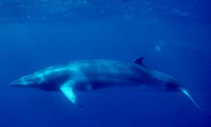 Minke_Whale_(NOAA)